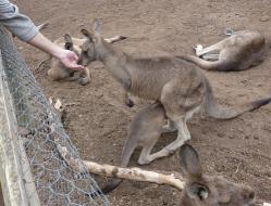 A large joey climbing into its mother